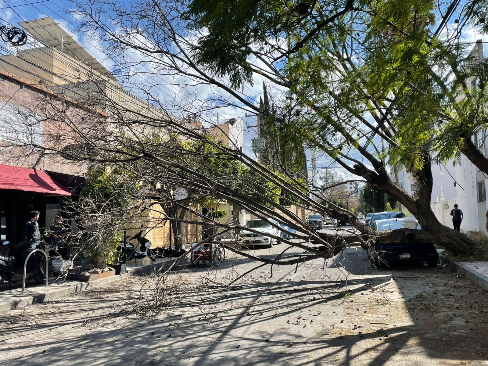 Intensos vientos derriban árboles y causan caos en SLP