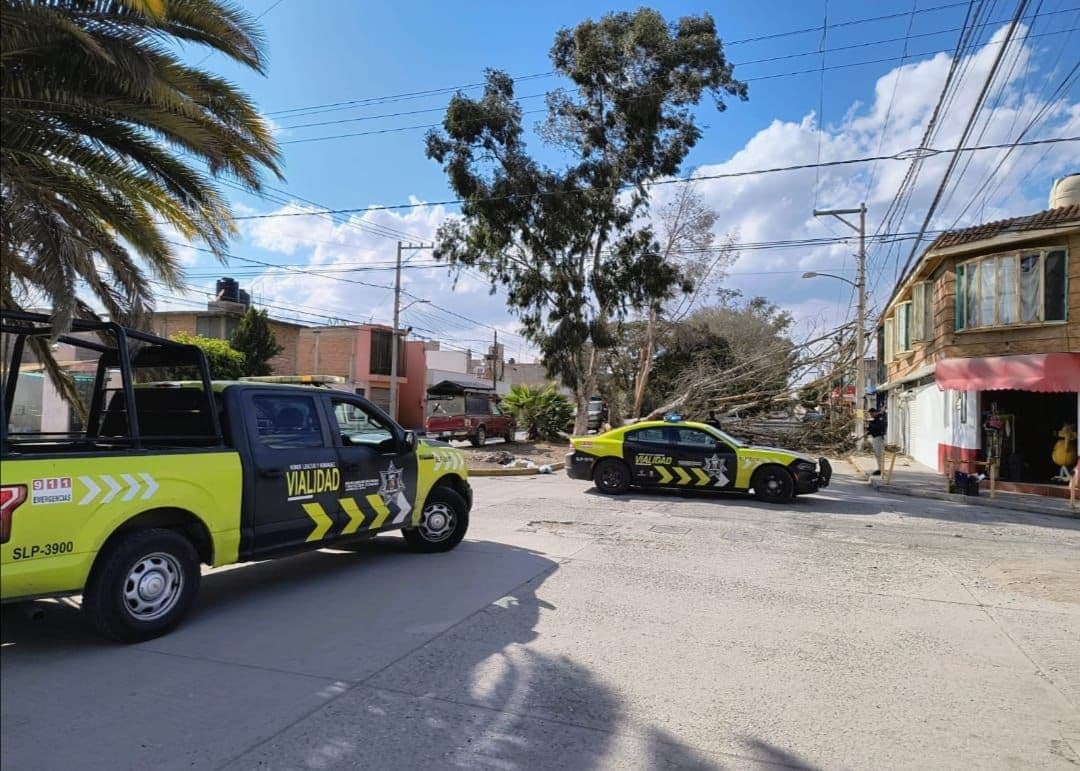 Atiende Ayuntamiento emergencia de árboles caídos en la Capital