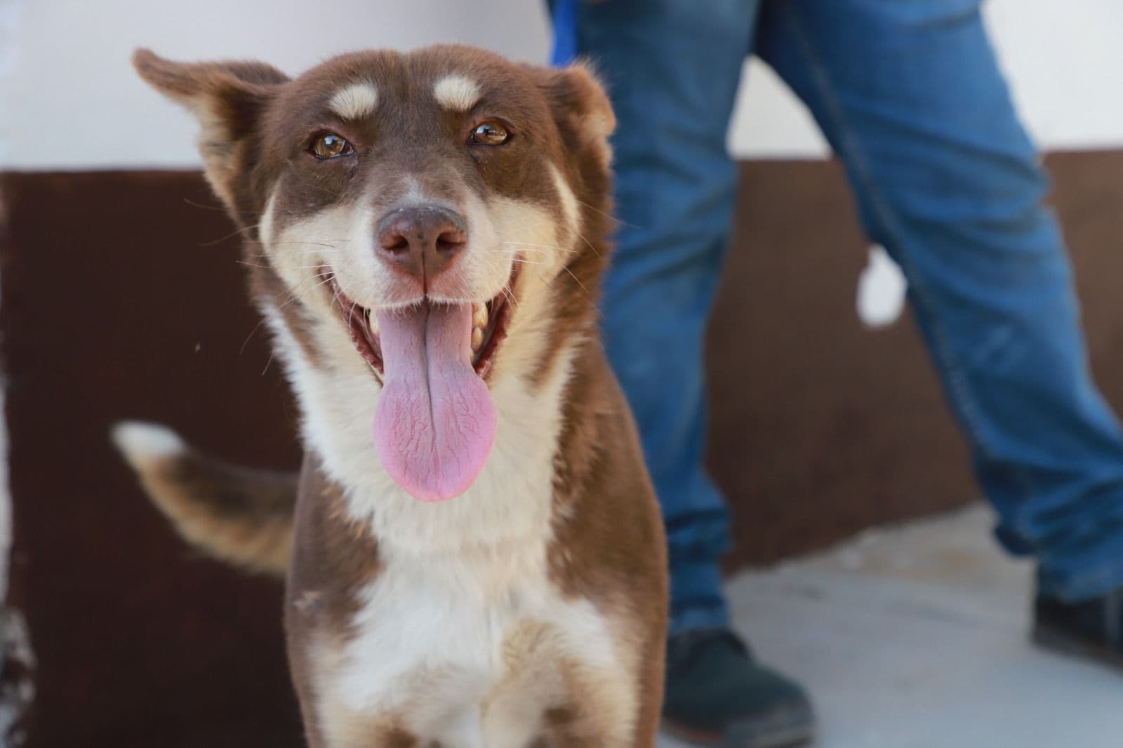 Reporta Centro Integral para el Bienestar Animal más de 570 intervenciones en 2024