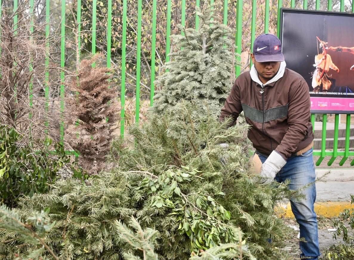 San Luis Potosí recolecta más de 387 pinos navideños