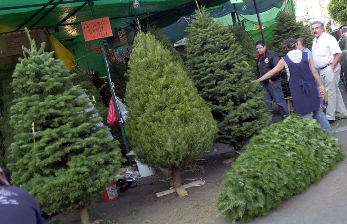 Recolectará Ayuntamiento árboles navideños naturales para reciclar