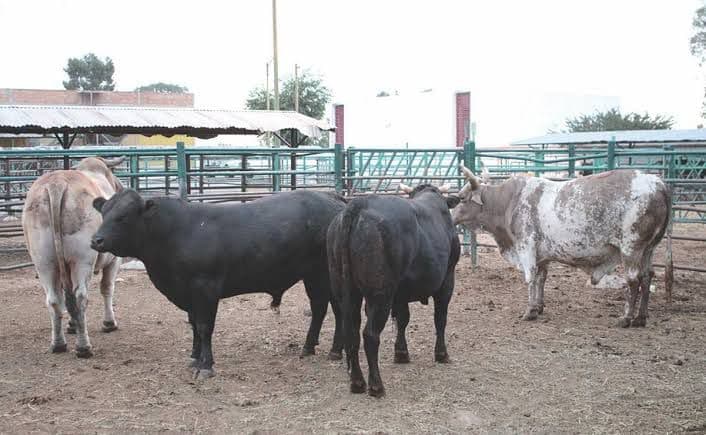 Matanza de ganado se mantiene estable durante festividades en el Rastro Municipal
