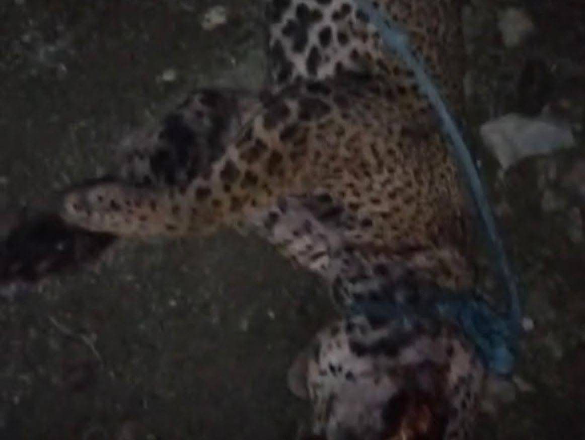 Matan a jaguar en Ciudad Valles; piden justicia por especie en peligro de extinción