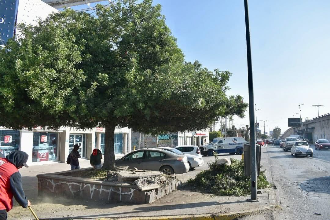 Ayuntamiento de SLP refuerza sanciones por tala ilegal de árboles