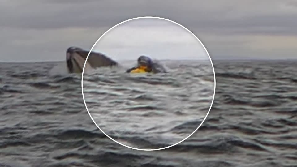 Un encuentro impactante con una ballena jorobada en el estrecho de Magallanes, Chile