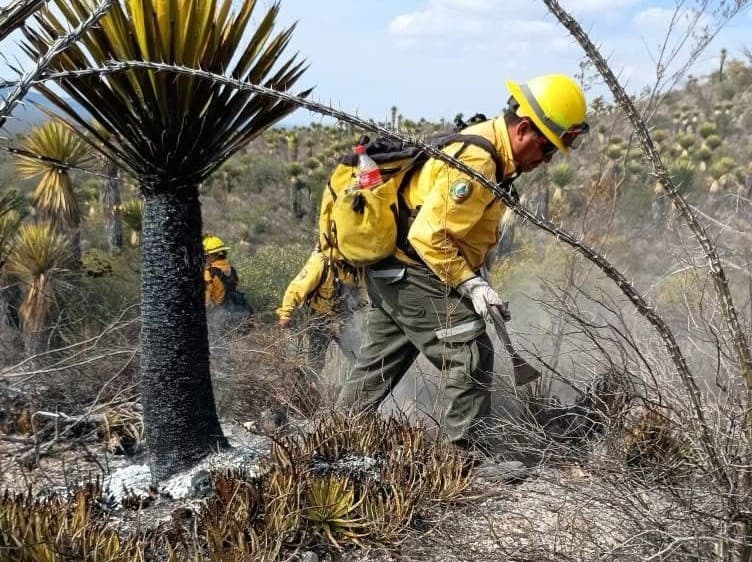 Atiende Comisión Nacional Forestal 3 incendios en una semana en SLP