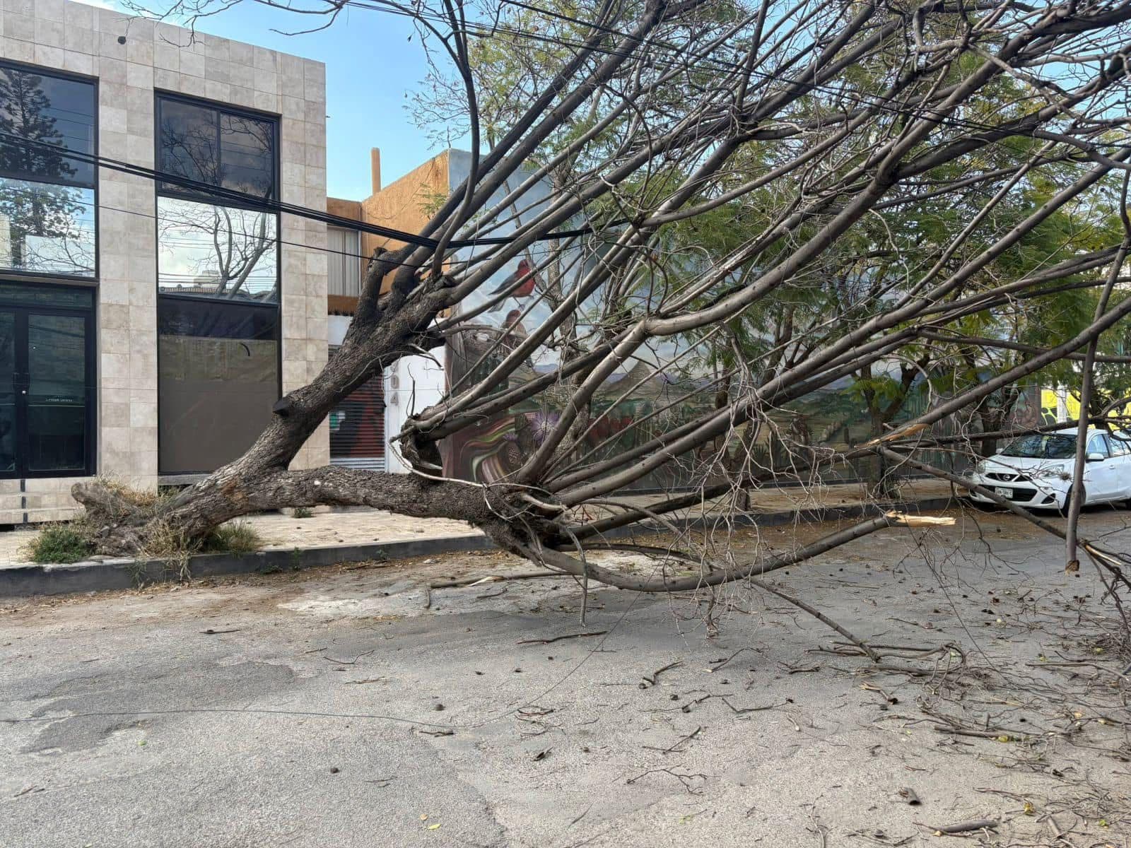 Servicios Municipales revisa árboles en la capital ante temporada de vientos