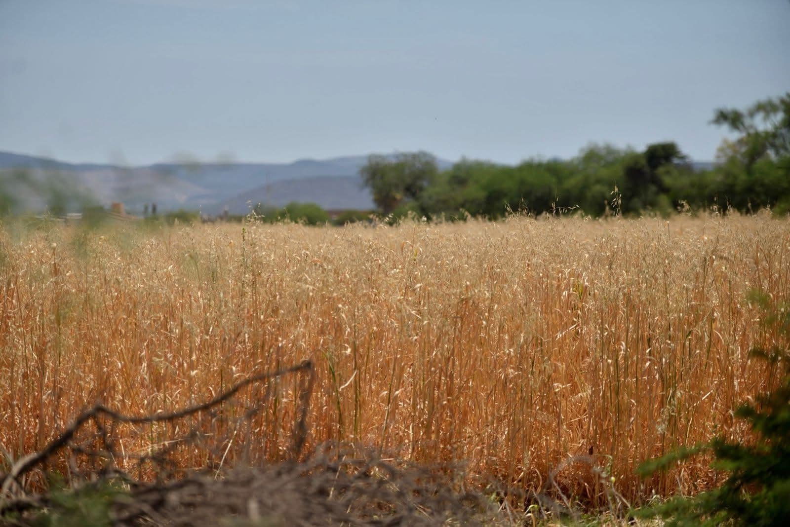 Afronta SLP estiaje y sequía en el primer trimestre de 2025