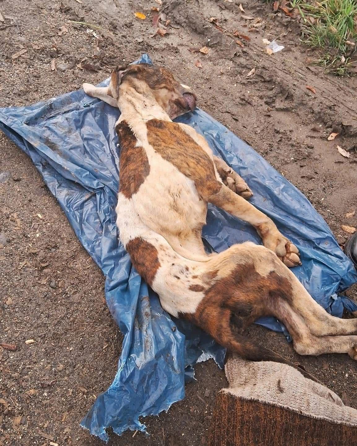 Aumentan denuncias por maltrato animal en San Luis Potosí