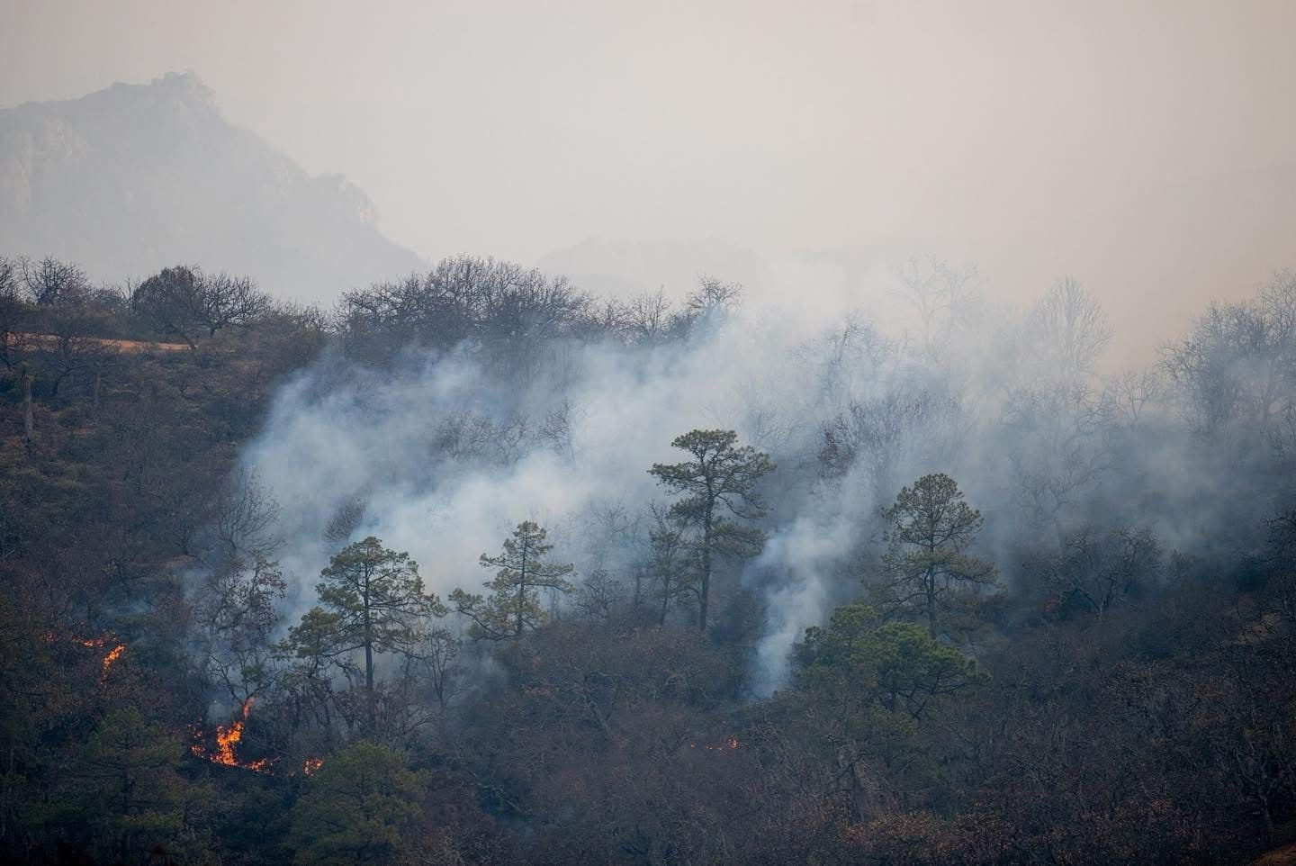 Rioverde y Ciudad Fernández, los municipios más afectados por incendios forestales