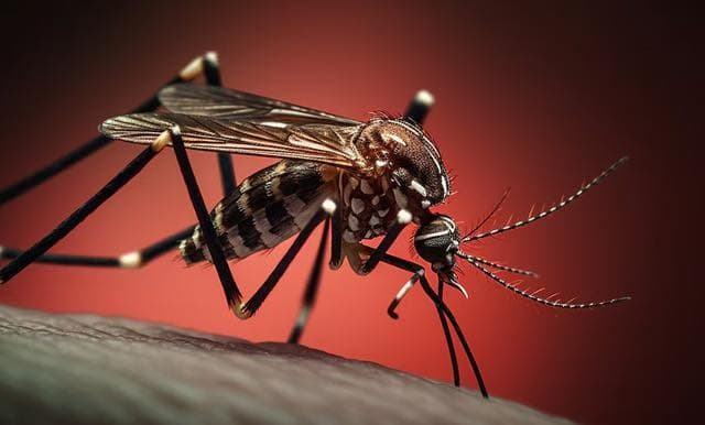 Aumentan un 250% casos de dengue en SLP: Secretaría de Salud