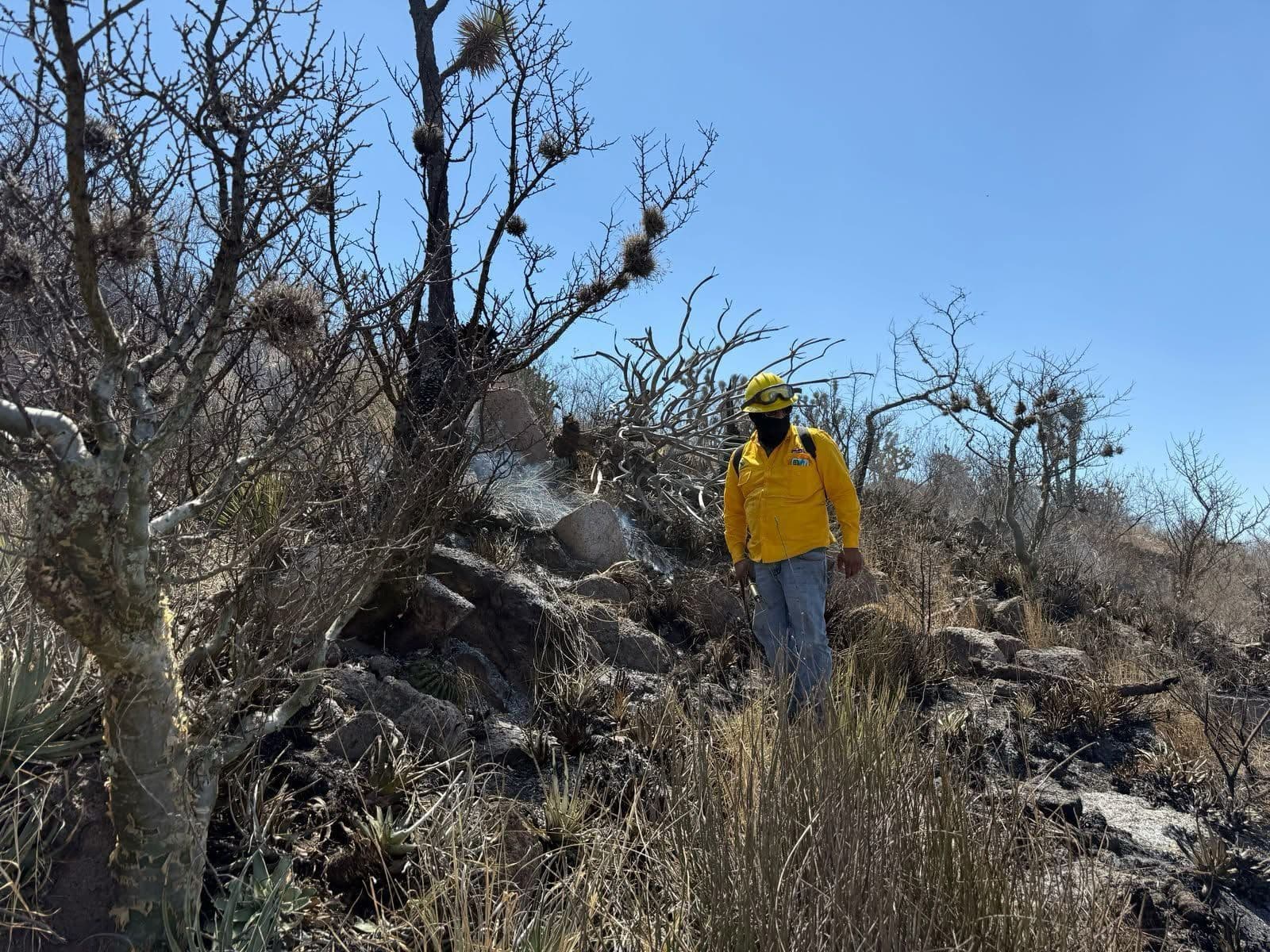 Sin detenciones ante incendios forestales provocados en el Estado