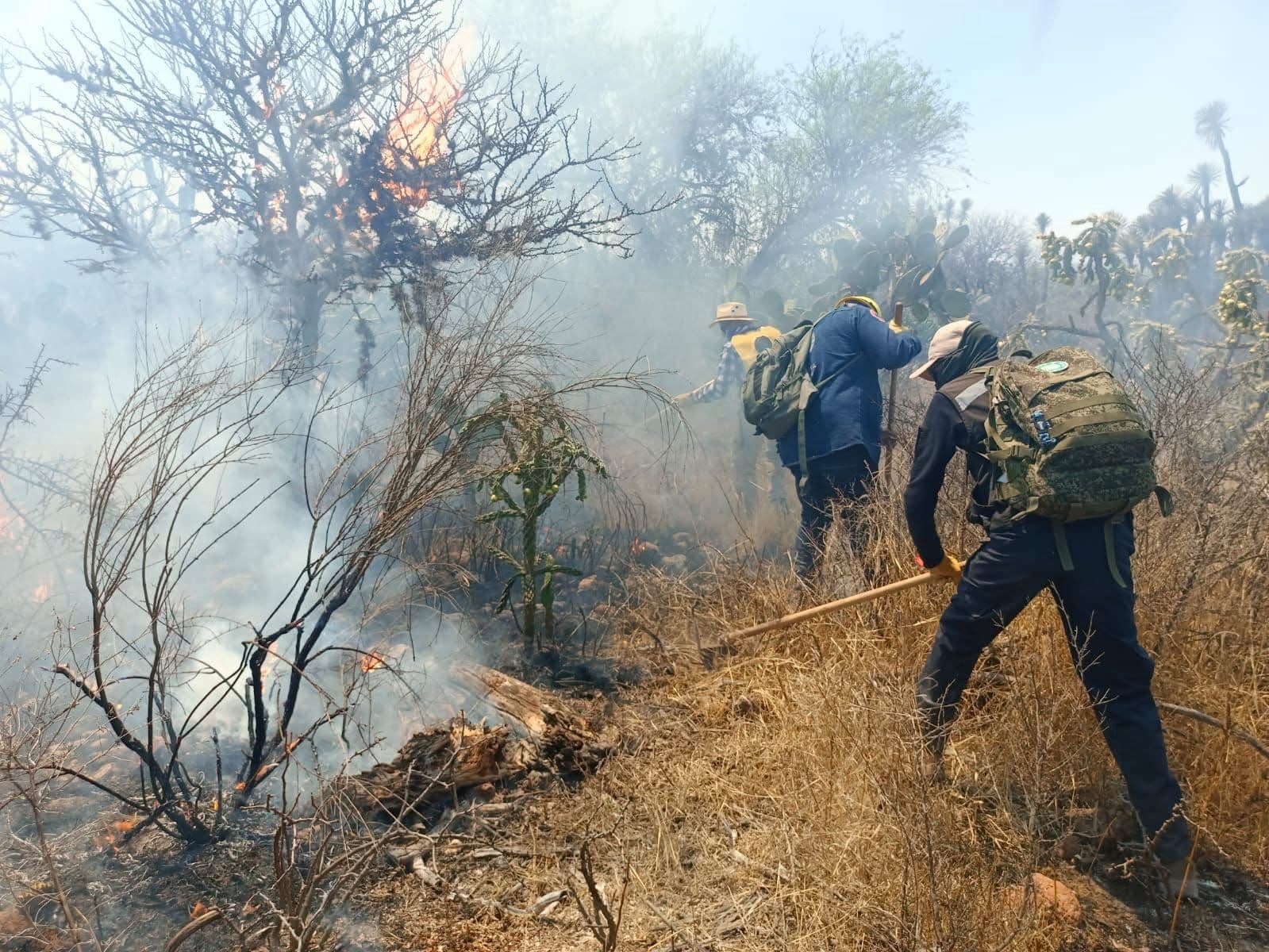 Más del 90% de los incendios forestales en SLP son provocados