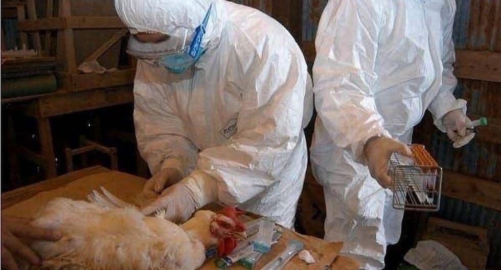 Alerta Diputada Azuarapor Primer Caso de Gripe Aviar en Humanos