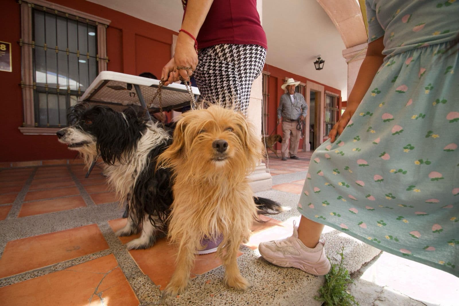 Vacunan a 110 perritos contra la rabia en la Delegación La Pila