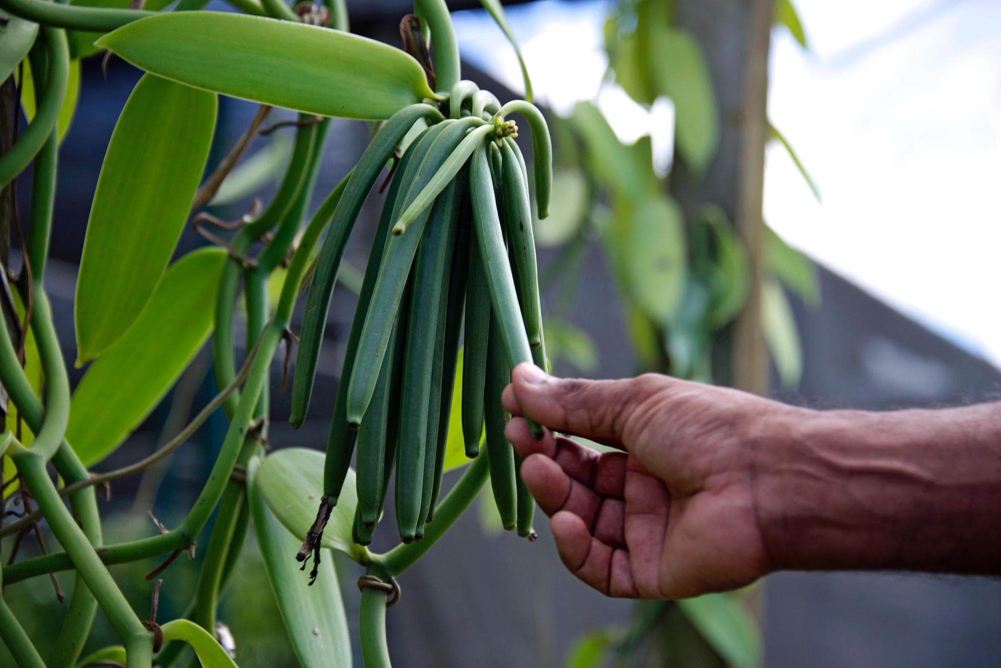 Capacita UASLP a productores de vainilla natural de la Huasteca Potosina