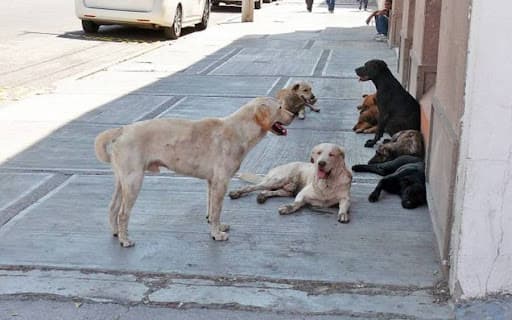 Proponen colectivos hasta 10 años de cárcel a quienes maltraten animales en SLP