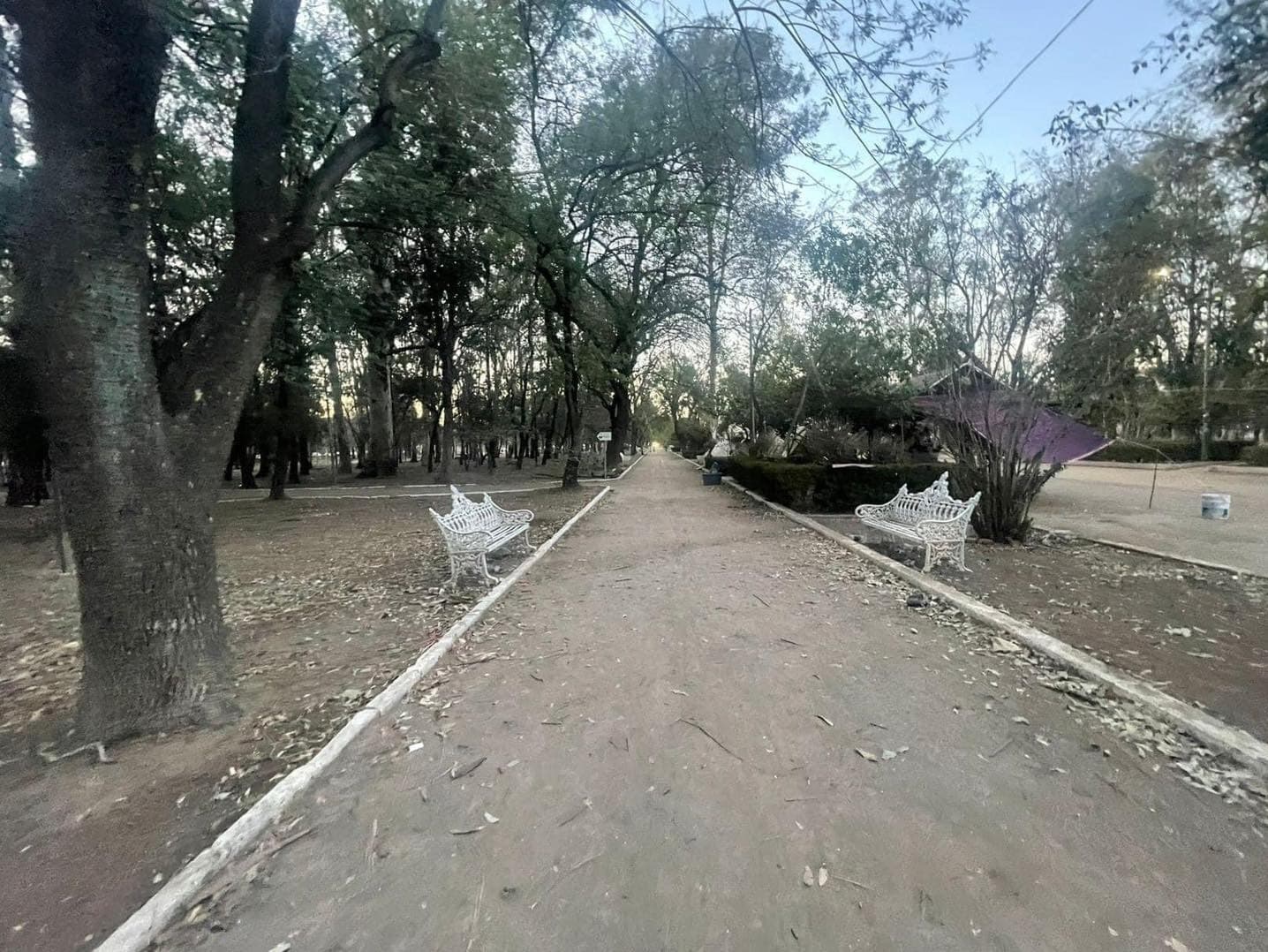 Desmiente Gobierno Municipal tala de árboles en parque de Morales