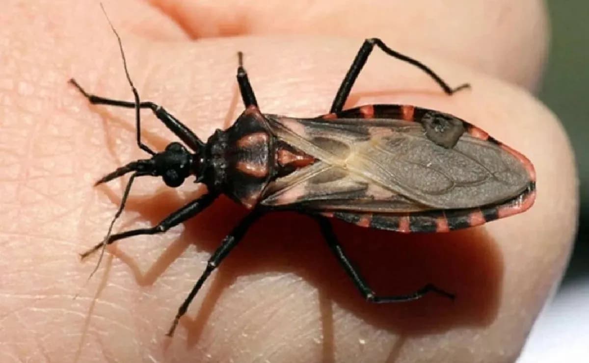Alerta IMSS ante infección parasitaria que se transmite por picadura de insecto