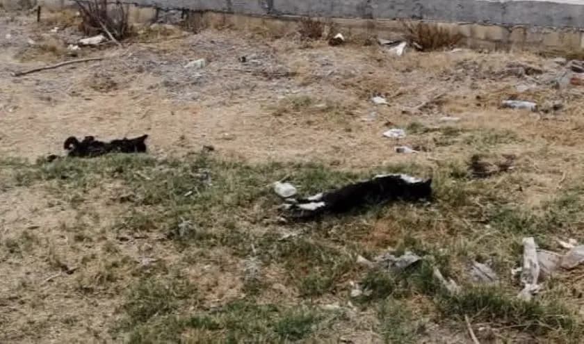 Mueren gatitos de forma masiva en Col. Hogares Populares en Soledad