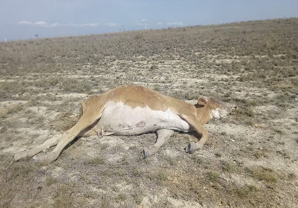 Sequía amenaza ganadería en la Huasteca potosina