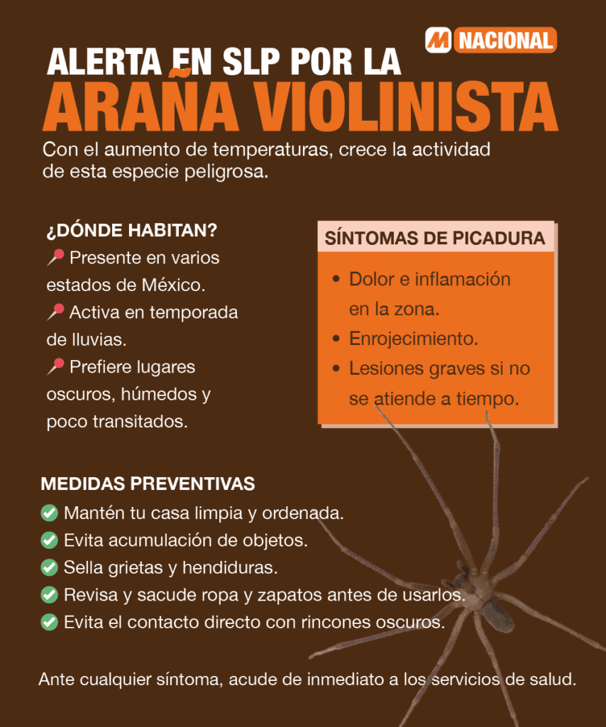 Alerta en San Luis Potosí por incremento de araña violinista