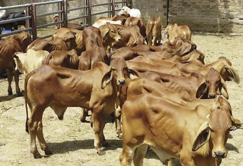 Enfrenta sector ganadero desafíos ante sequías en la entidad