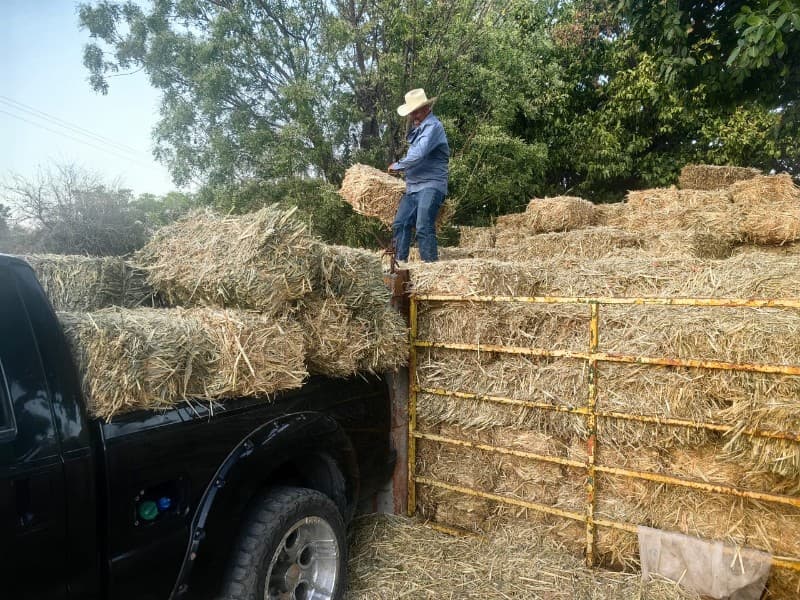 Implementa Ayuntamiento de SLP programa de forraje ante estiaje en zona rural