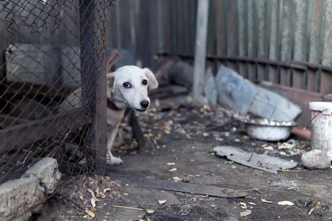 Aumentan denuncias por maltrato animal en el estado