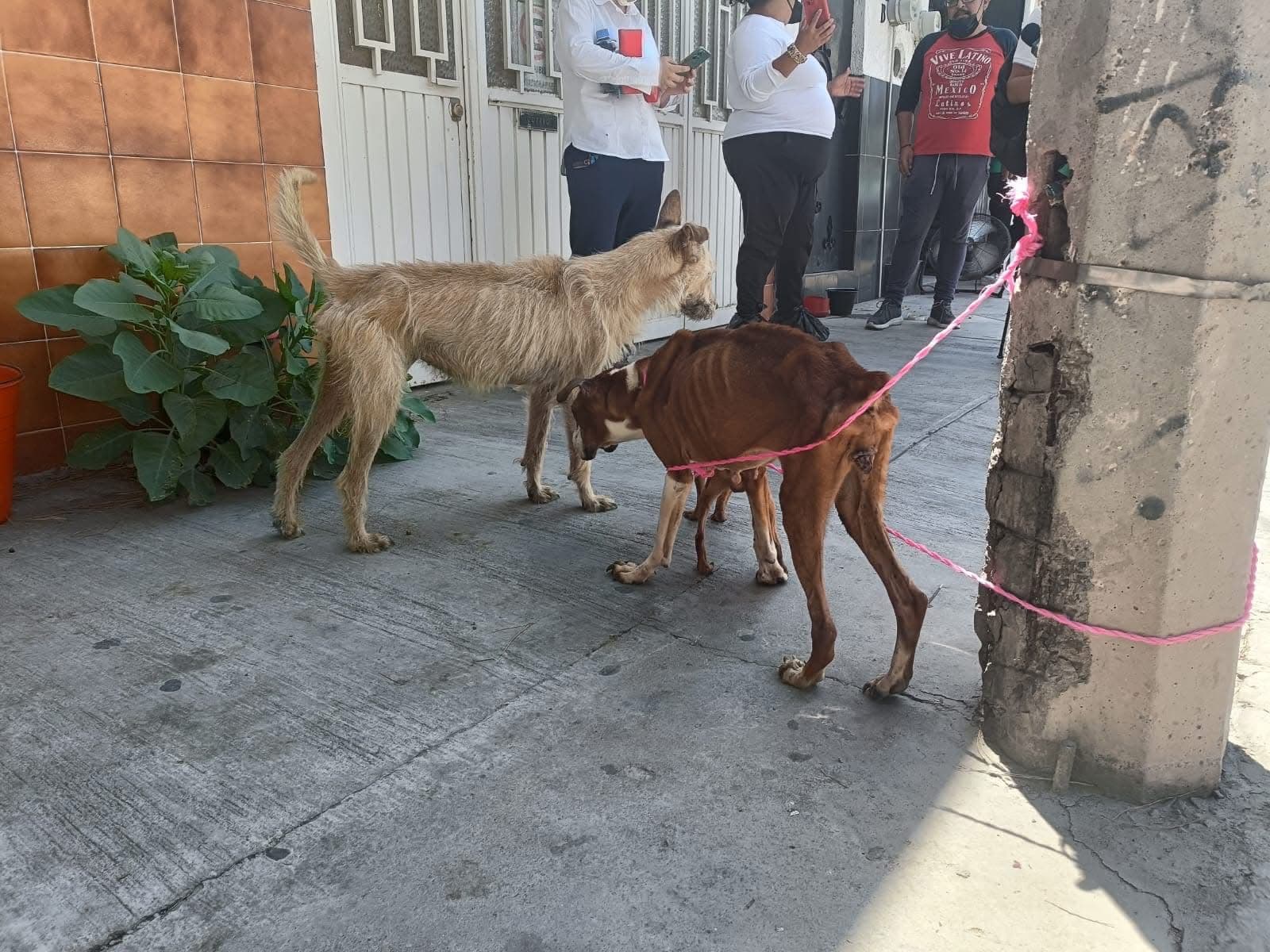 Detienen a mujer por crueldad animal en la capital potosina