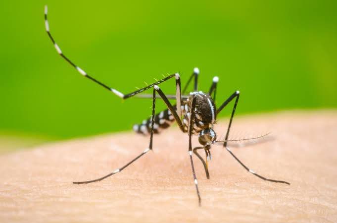 Lanza IMSS SLP alerta por dengue ante temporada de lluvias