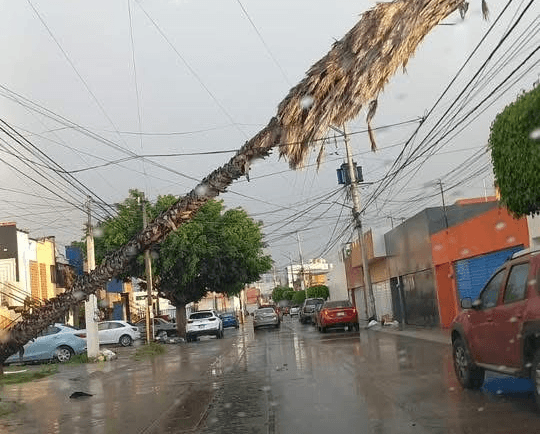 Fuertes lluvias derriban árboles y provocan apagones en San Luis Potosí