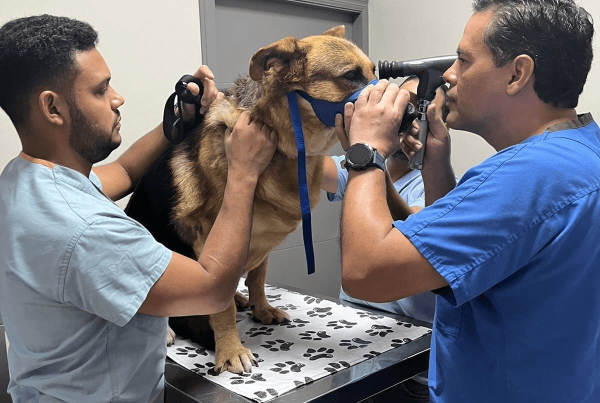 Siguen esperando médicos veterinarios ser escuchados en el Congreso