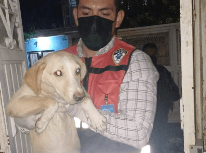 Rescata Ayuntamiento a 27 perritos en situación de maltrato