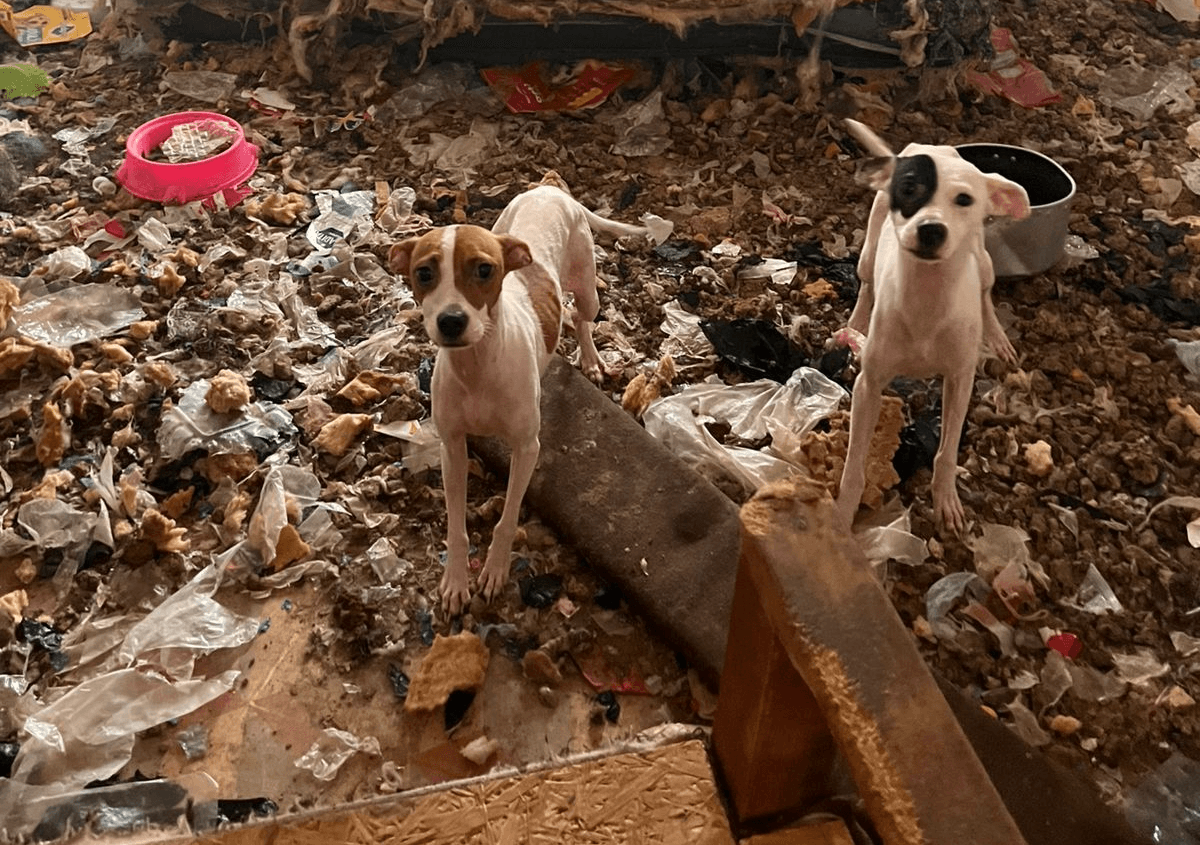 Rescata Ayuntamiento a otros 13 perritos en la misma vivienda en Col. División del Norte