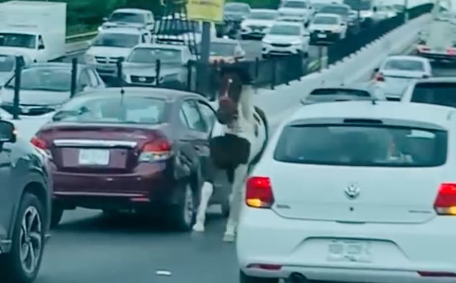 Sorprende a los potosinos caballo deambulando por los puentes de Salvador Nava