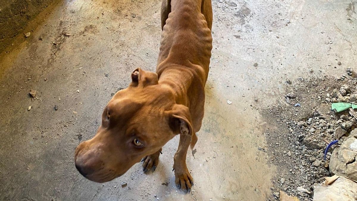 Galindo pide mayor coordinación para sancionar el maltrato animal