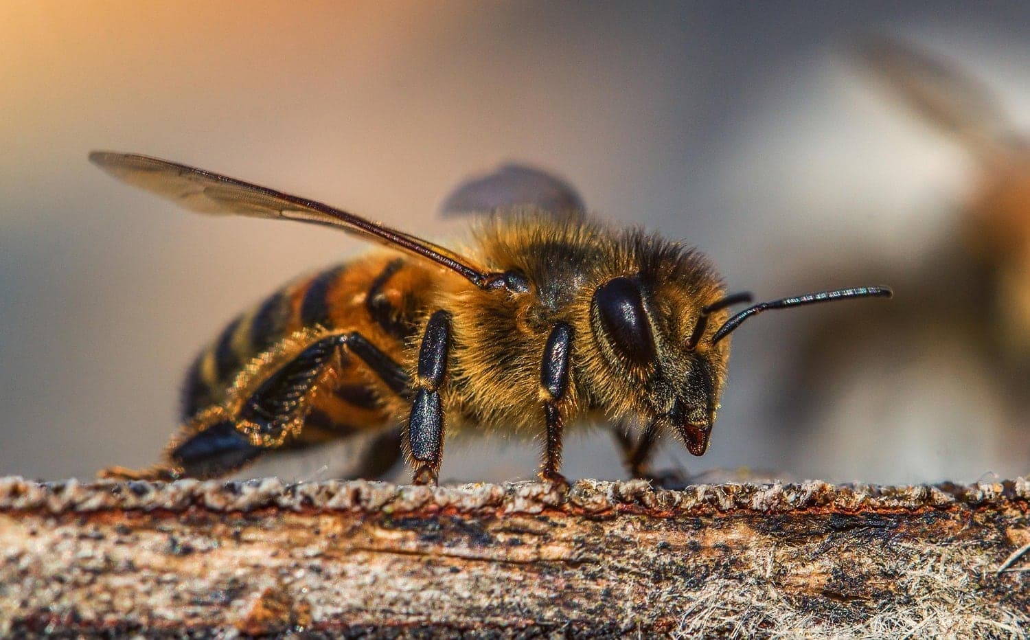 Advierte UASLP desaparición de abejas en México