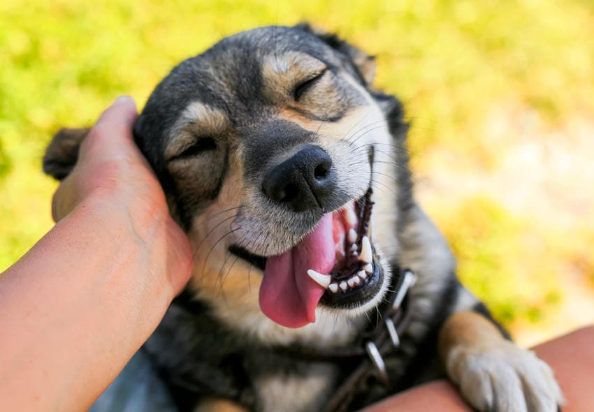 Proponen reforma para aumentar penas por maltratar y matar animales en SLP