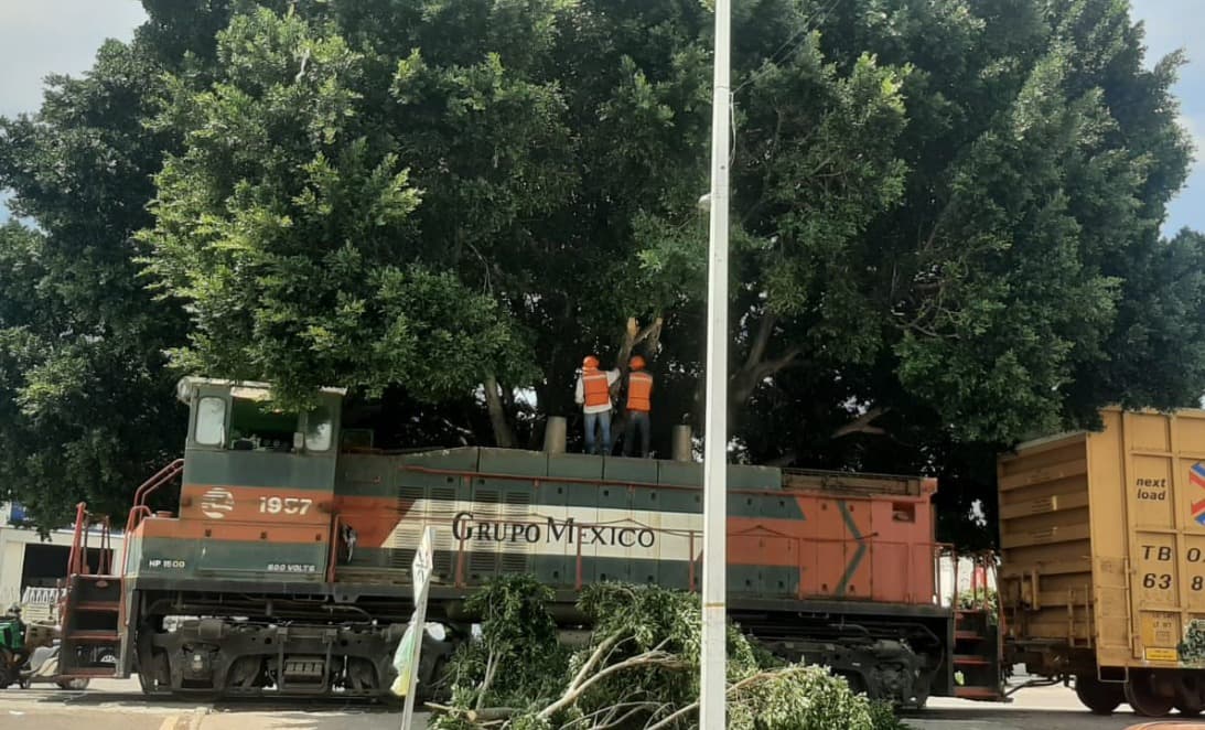 INVESTIGAN PODA NO AUTORIZADA EN AV. HERNÁN CORTÉS