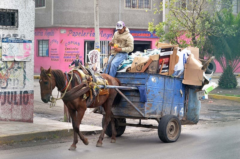 Sustituirá Ayuntamiento a animales usados para recolección por unidades motorizadas
