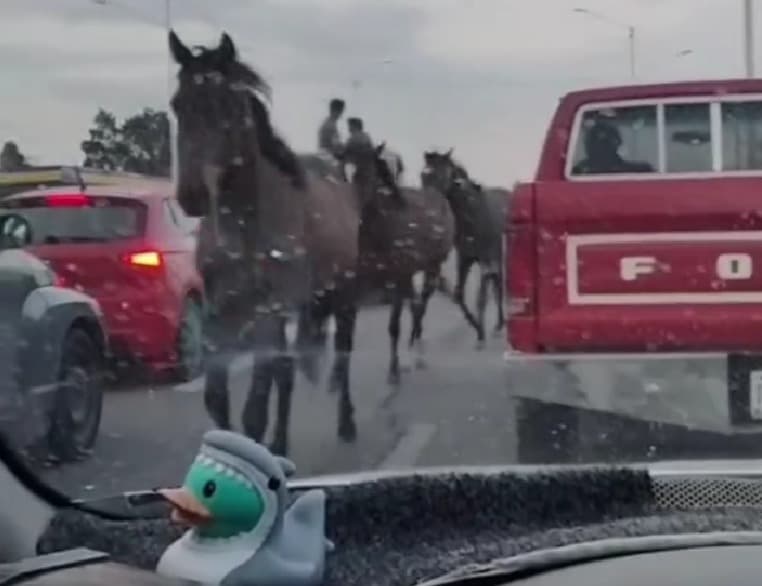 Deambulan tres caballos por vialidades del periférico