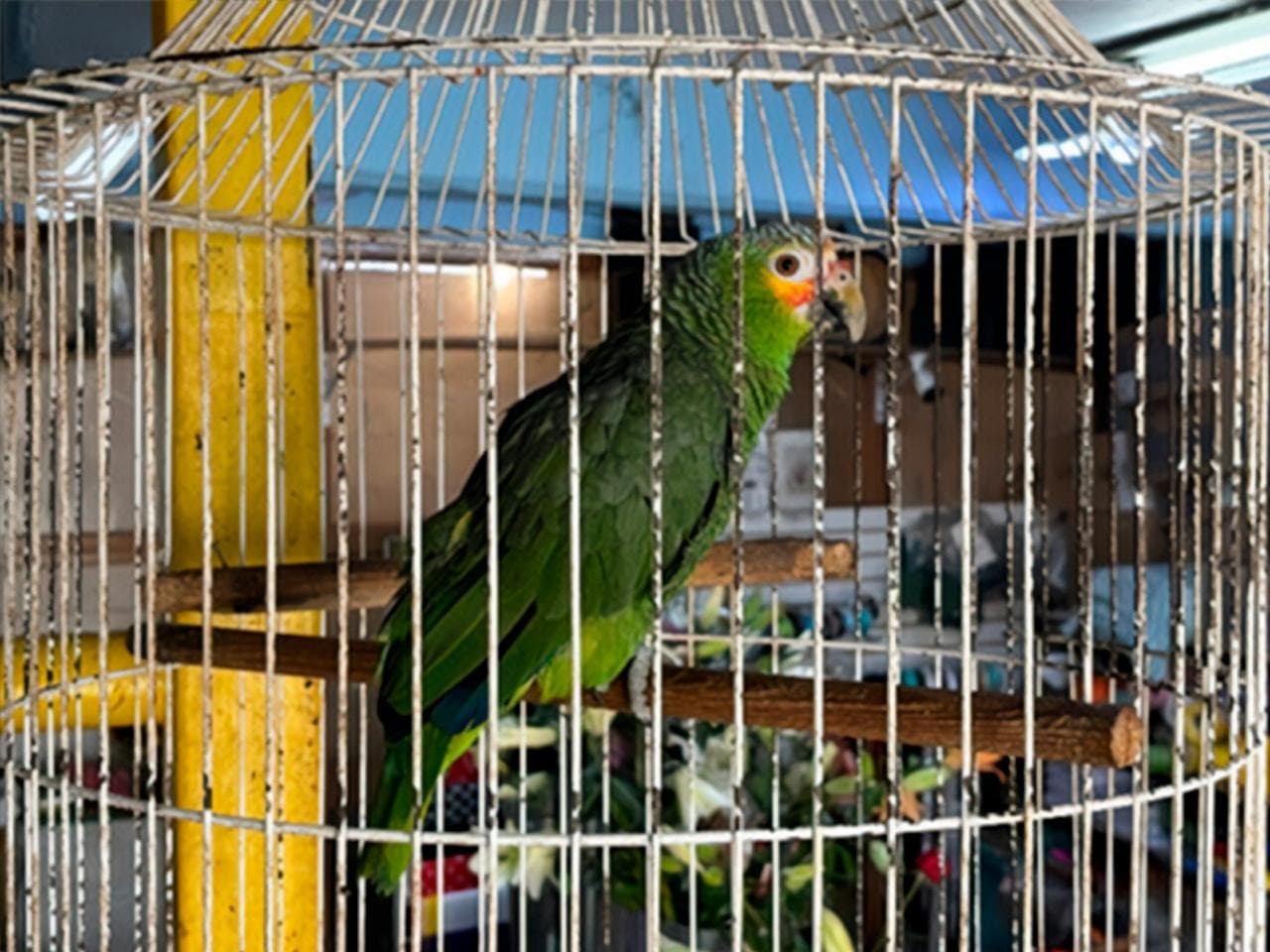 Asegura PROFEPA a un loro cachetes amarillos y un perico en SLP