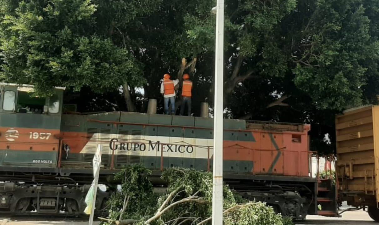Prepara Municipio sanciones contra Grupo México por tala ilegal