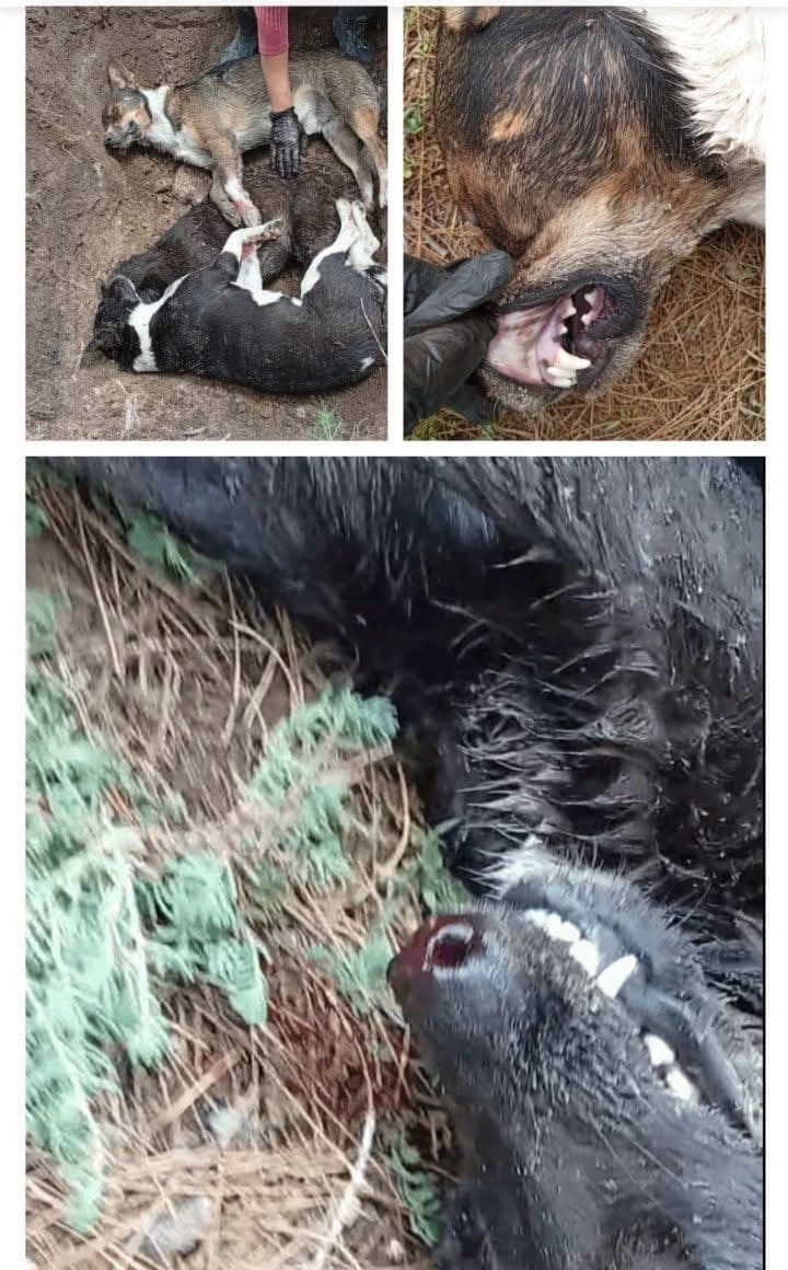 Fiscalía bajo presión por falta de resultados en casos de maltrato animal