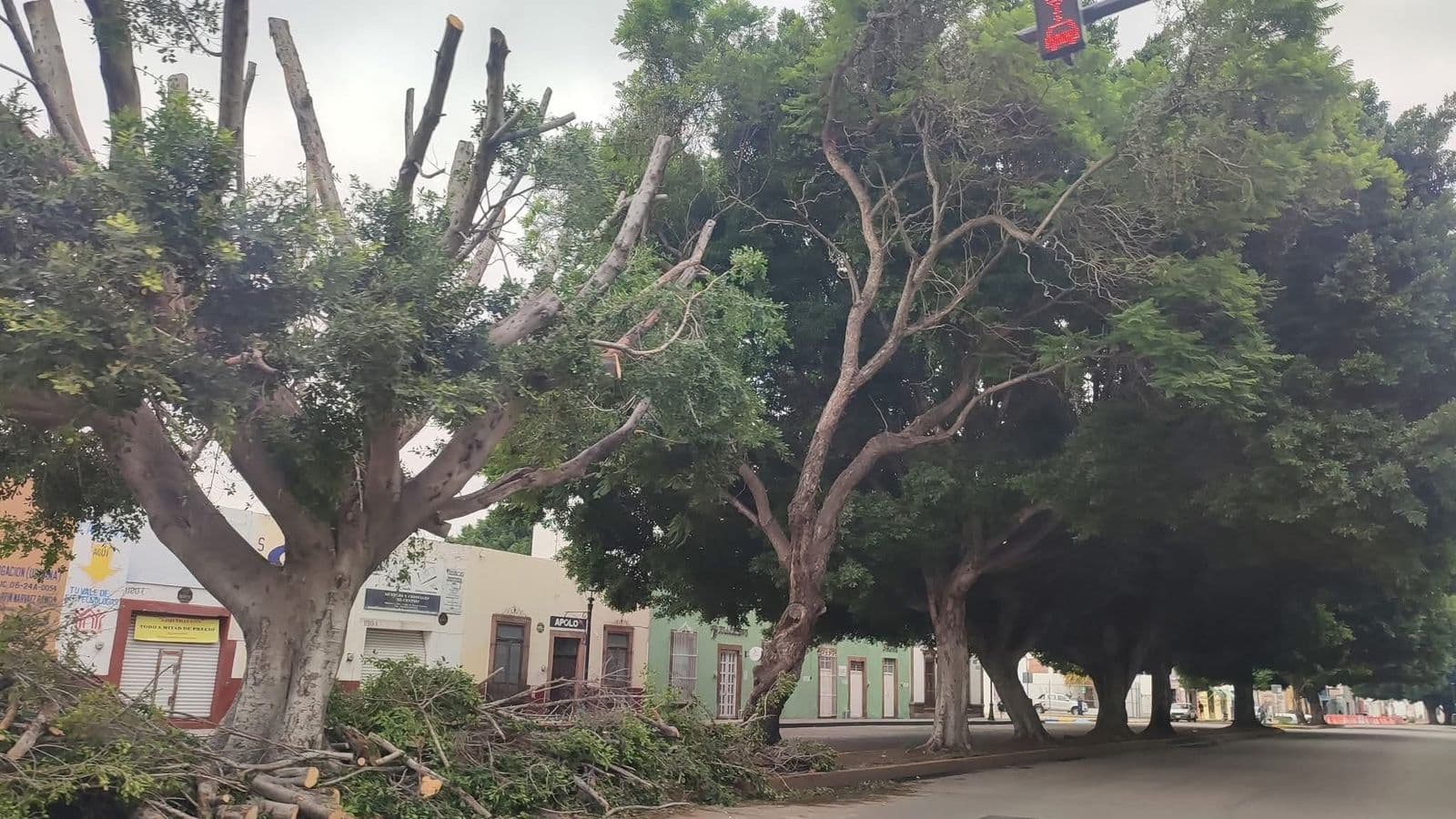Plaga forestal amenaza árboles urbanos en San Luis Potosí