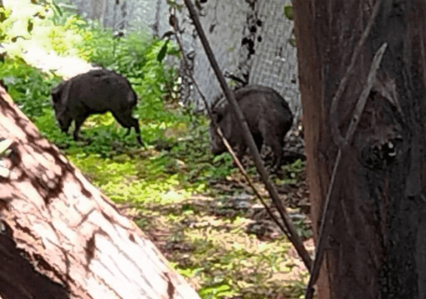 Aumenta presencia de jabalíes en zonas urbanas de Rioverde y Cd. Fernández