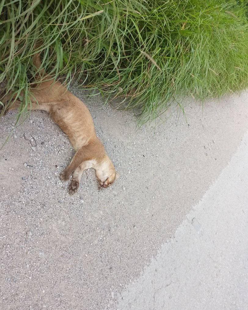 Atropellan Jaguarundís en la Huasteca