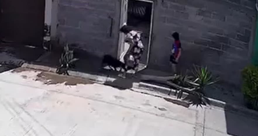 Exigen castigo por caso de maltrato animal en Soledad
