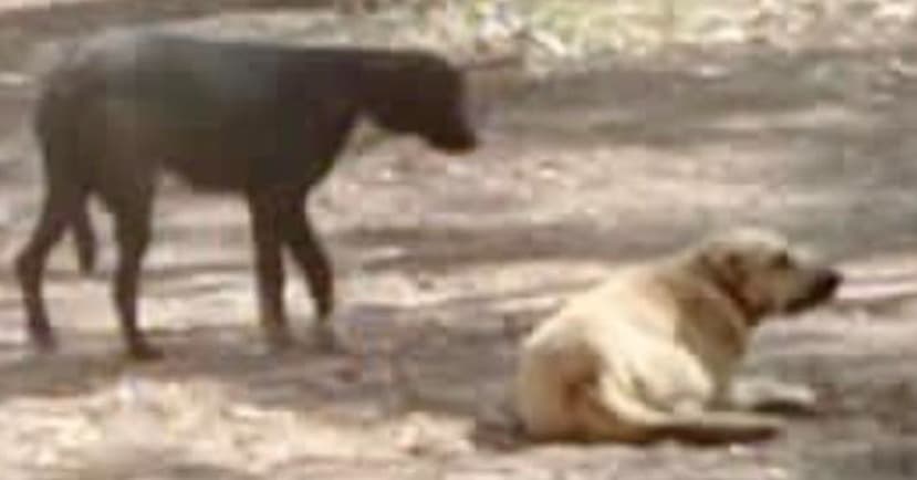 Reportan nuevo envenenamiento de perritos; ahora en La Florida